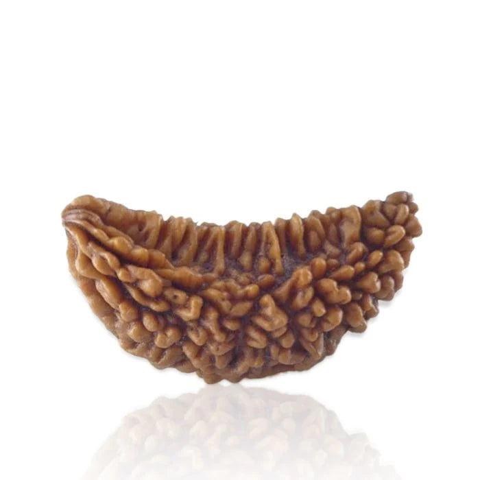 1 Mukhi Siddh Rudraksha | Rare Shiva Rudraksha for Enlightenment, Focus & Liberation